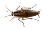 German Cockroach Blatella germanica