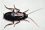 Oriental Cockroach Blatta orientalis 