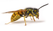 Wasp