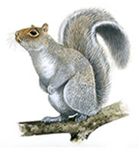 Grey Squirrel