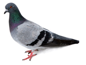 Feral Pigeon
